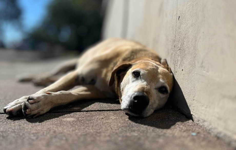 Morre Alemão, mascote do Campus da Saúde