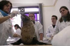 UCPel realiza taxidermia pela primeira vez em Leão Marinho