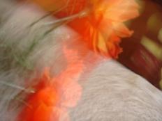 A dança da luz através da obra de Tânia Bellora