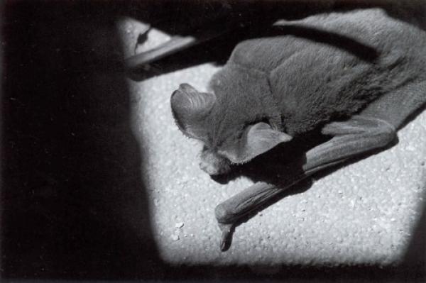 Aluno de Jornalismo é destaque em concursos de fotografia